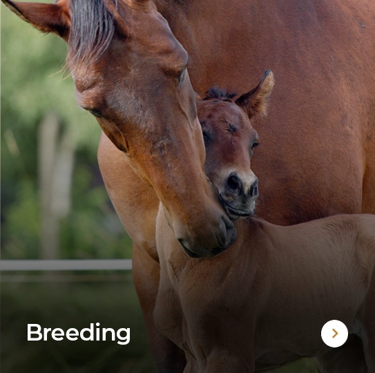 Plusvital Page Breeding