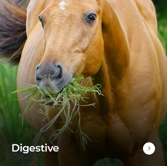 Plusvital Page Digestive