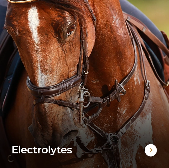 Plusvital Page Electrolytes copy