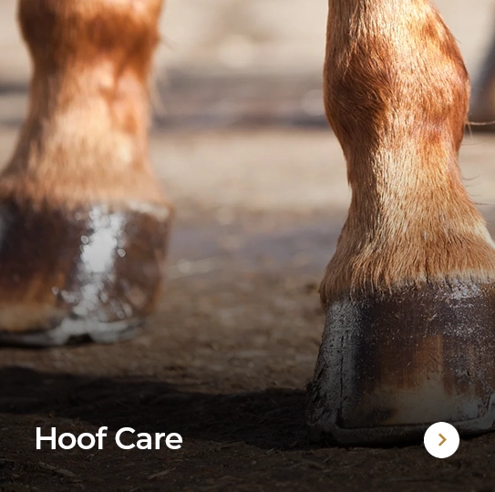 Plusvital Page Hoof Care