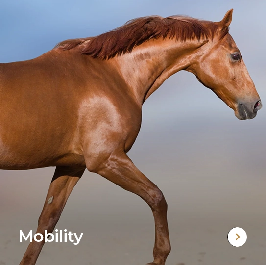 Plusvital Page Mobility