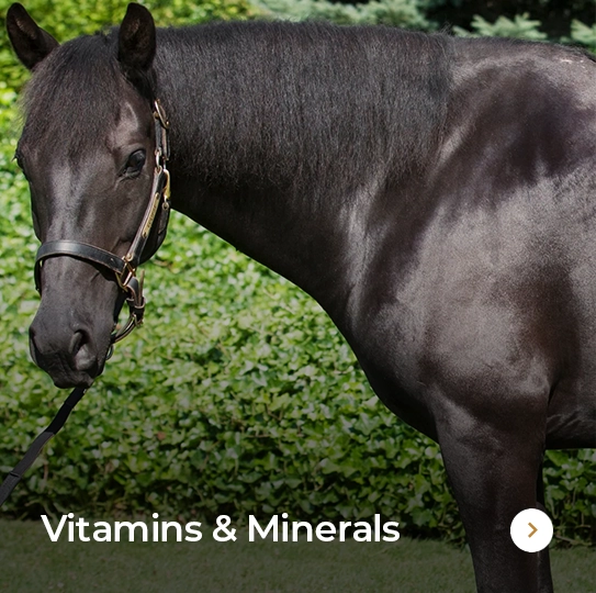 Plusvital Page Vitamins & Minerals