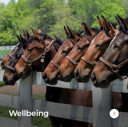 Plusvital Page Wellbeing