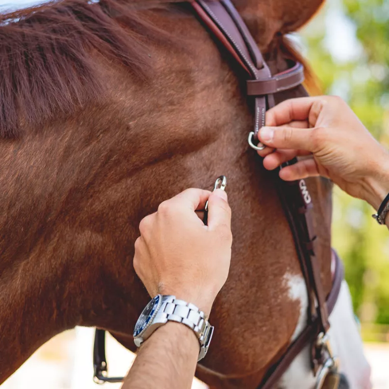 French noseband training bridle - Image 6